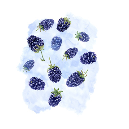 Juicy ripe blackberry with splashes berry juice. Watercolor summer botanical illustration. Flying dewberries on blue texture. For menu, cocktail party, flyer, posters, for the design of postcard