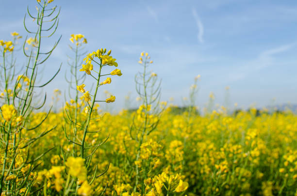 istock flowering rapeseed canola or colza in spring 2048413130