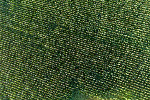 Aerial overhead drone view of young green corn crops seedling in cultivated field