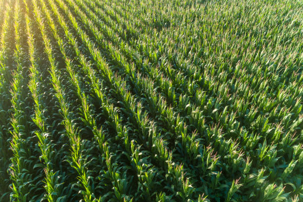 Aerial drone view of young green corn crops seedling in cultivated field at sunset Aerial view of a corn field from drone perspective at sunset sweet corn in field stock pictures, royalty-free photos & images