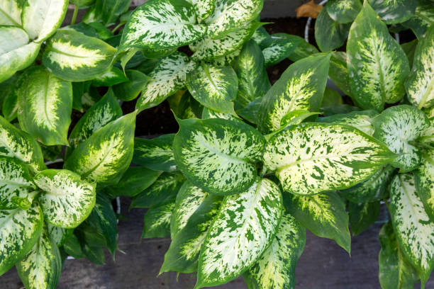 istock Dieffenbachia seguine, dumbcane, or tuftroot 2048414182