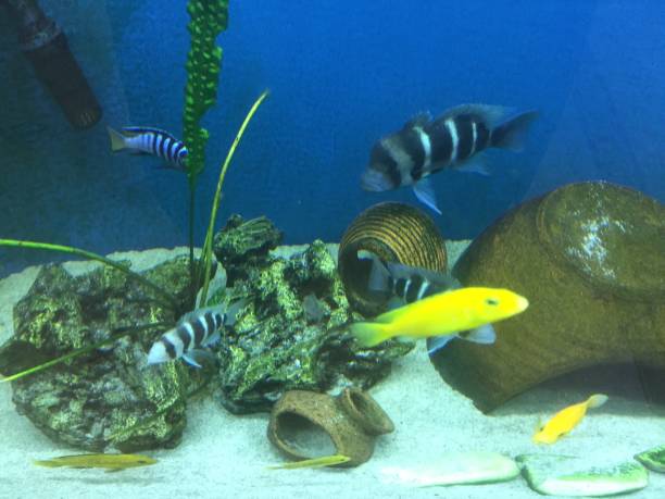 aquarium - aky imagens e fotografias de stock