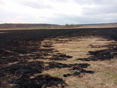 Burning place of dry grass on the field. A blackened field after a fire. Traces of fire on the ground. Remains of fly grass in the spring.