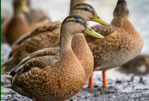 Female Mallard ducks on a lake at Gosforth Park Nature Reserve.
