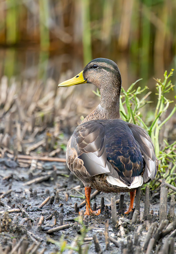 Single Female Mallard duck on the mud around the reed beds at Gosforth Park Nature Reserve.
