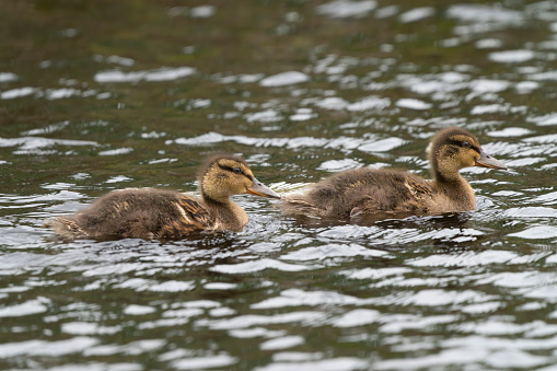 Mallard ducklings.