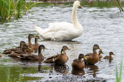 Female Mallard ducks on a lake at Gosforth Park Nature Reserve.