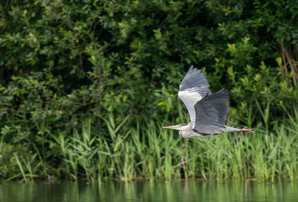 istock European Grey Heron flying over Gosforth Park Nature Reserve 2048435112