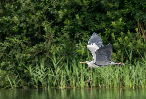 European Grey Heron flying over Gosforth Park Nature Reserve.