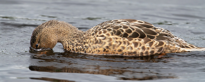 Female Northern Shoveller duck on Gosforth Park Nature Reserve lake.