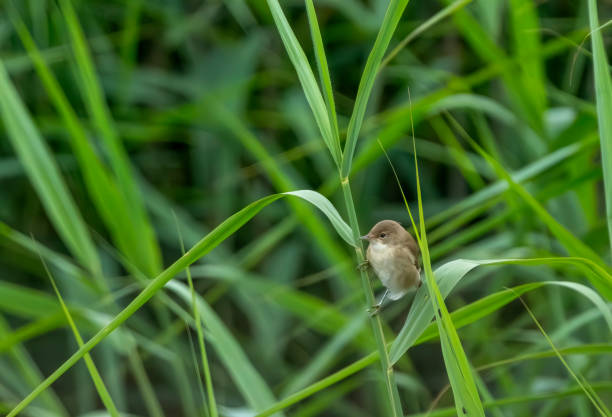 Reed warbler in a reed bed.
