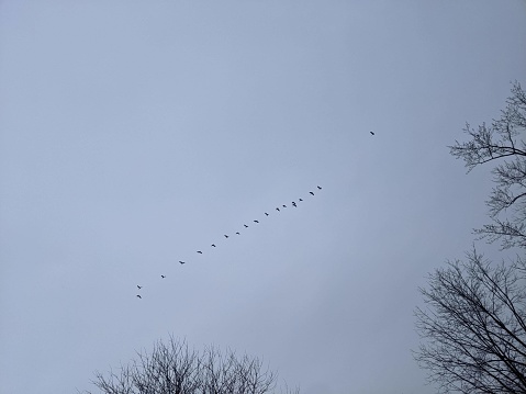 Canadian geese flying over a forest in the Winter