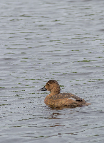 Female Pochard duck on a lake at Gosforth Park Nature Reserve.