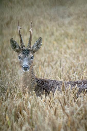 Roe deer buck on a very wet summer day in a wheat field near Gosforth Park Nature Reserve.