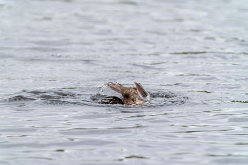 Female Northern Shoveller duck on Gosforth Park Nature Reserve lake.