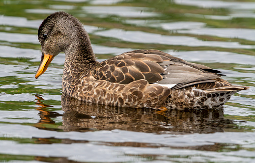 Female Gadwall duck about to dive into a lake at Gosforth Park Nature Reserve.