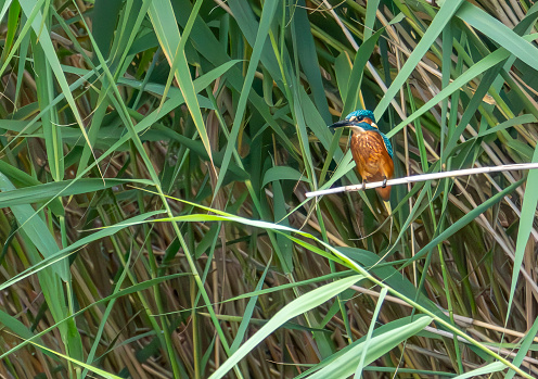 Kingfisher in a reed bed.