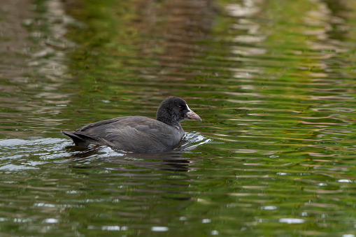 Coot on a lake at Gosforth Park Nature Reserve.
