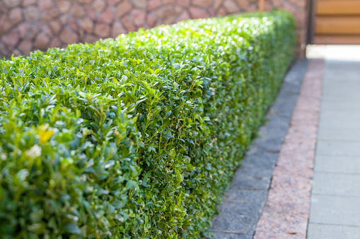 Green fence, boxwood trimmed. Landscaping Selective focus.