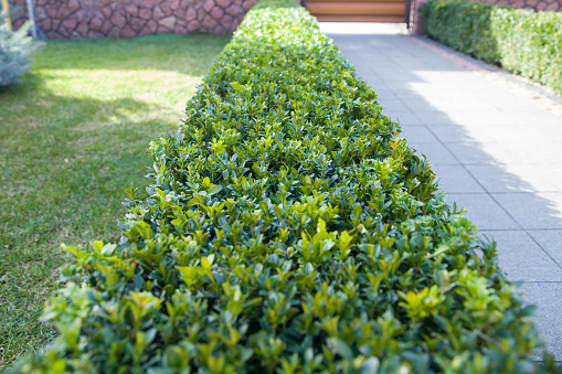 Trimmed boxwood in the garden. Landscaping Selective focus.