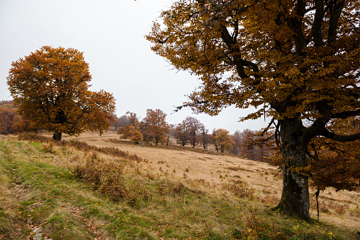 Autumn in Krasna range region of Carpathians Mountains, Ukraine