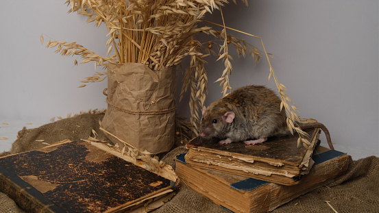 Gray rat, old books, bouquet of cereals.