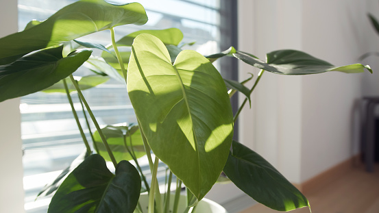 Beautiful green houseplant with heart-shaped leaves kept in a part-shade next to a half-darkened window, close-up shot.