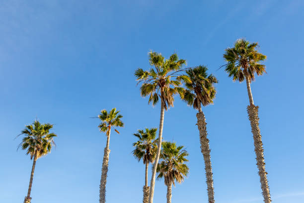 istock A low angle view of palm trees against a blue sky 2048476810