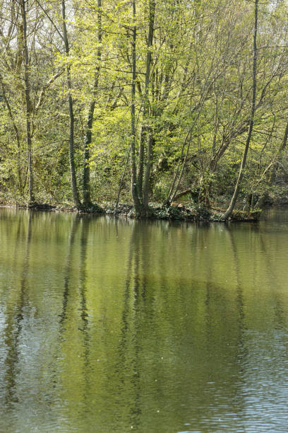 istock Lower Pond in the Waterlow Park, Highgate, North London 2048482602