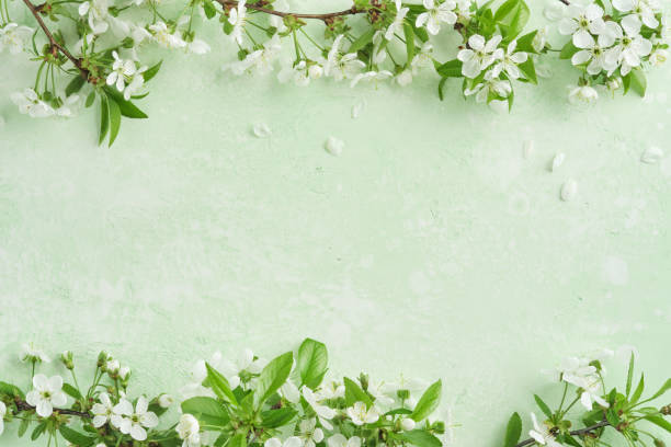 Spring Easter background. Passover blooming white apple or cherry blossom on green background. Happy Passover background. World environment day. Easter, Birthday, womens day holiday. Top view Mock up.