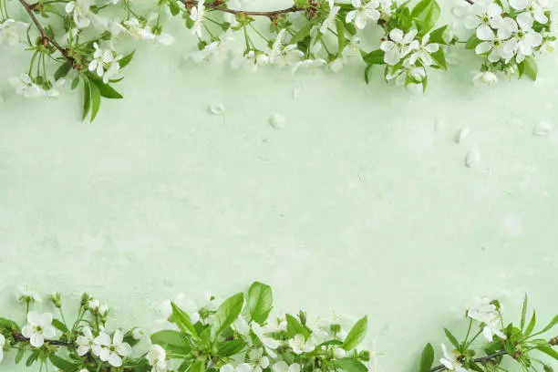 Spring Easter background. Passover blooming white apple or cherry blossom on green background. Happy Passover background. World environment day. Easter, Birthday, womens day holiday. Top view Mock up. Spring Easter background. Passover blooming white apple or cherry blossom on green background. Happy Passover background. World environment day. Easter, Birthday, womens day holiday. Top view Mock up.