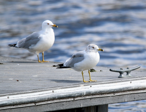 ring-billed gulls standing on a dock in a small lake