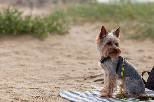 Yorkshire Terrier on a towel on the beach in the summer