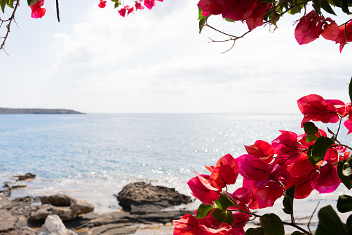 Close up of flowers in a Greek tavern with the sea in the background on a bright summer morning