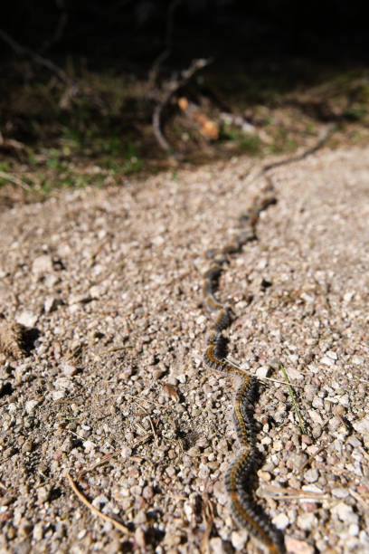 istock Row pine processionary caterpillar on the ground. Thaumetopoea pityocampa, 2048521943