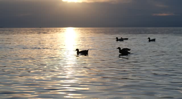 ducks flouting in the sea at sunset