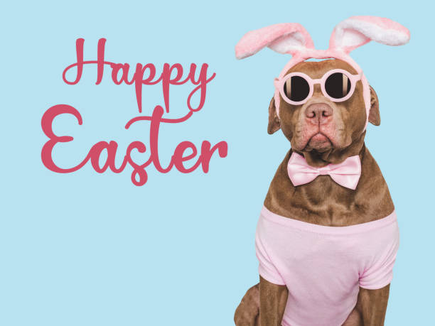 istock Happy Easter. Brown dog and a basket of Easter eggs 2048529860