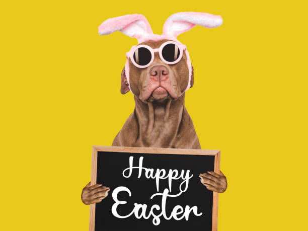 Happy Easter. Lovable, pretty dog and a sign