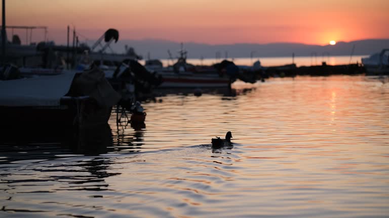 duck  flouting in the sea at sunset