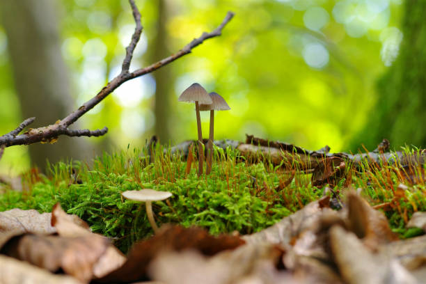 istock a group of Mycena stipata mushrooms in forest 2048551426