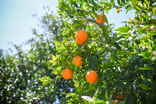 Ripe oranges grow on a tree