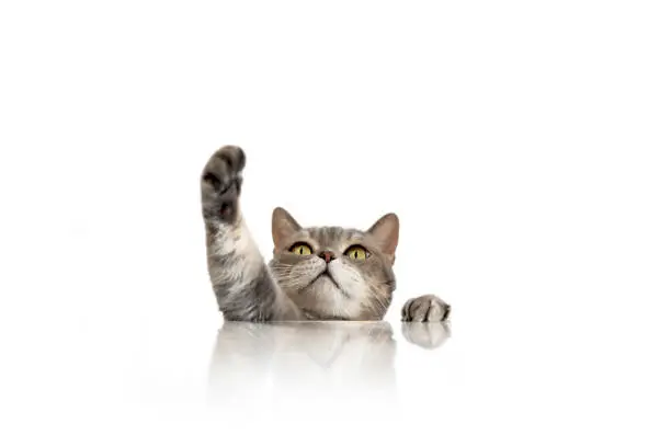 Big-eyed naughty cat asking for food from behind the marble table Big-eyed naughty cat asking for food from behind the marble table