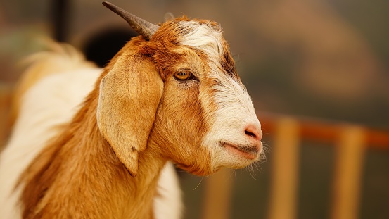 a goat face with blur background