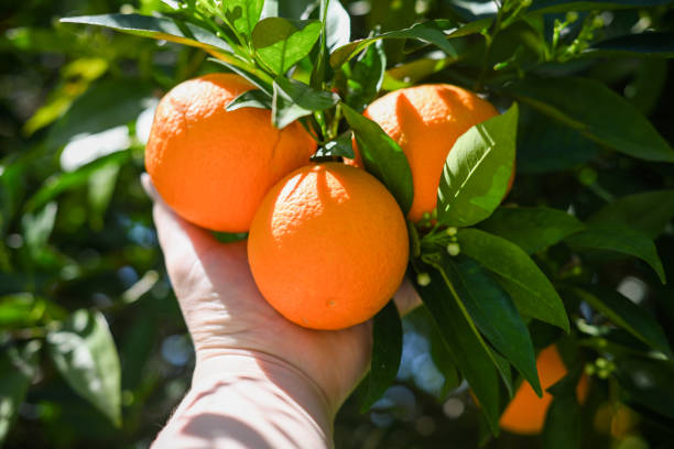 istock Farmer picking ripe oranges in the garden 2048560000