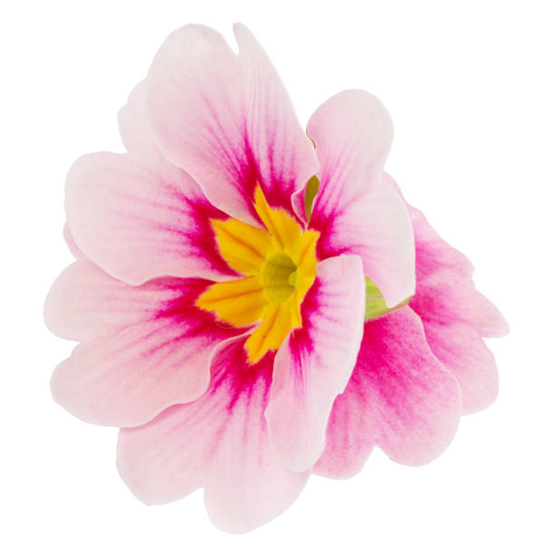 istock flower pink primrose isolated on white background 2048564752