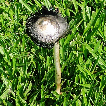 Shaggy mane mushroom