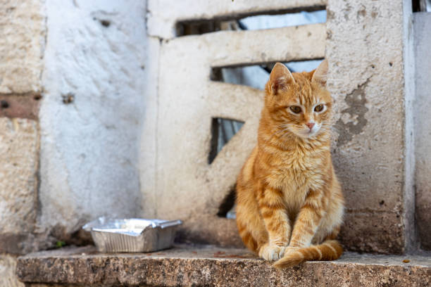lonely cat at the street