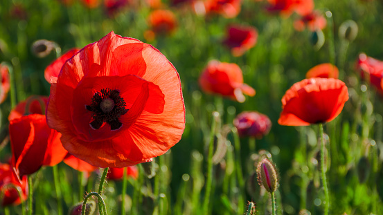 wild poppy flowers blooming in the field. summer nature background in evening light