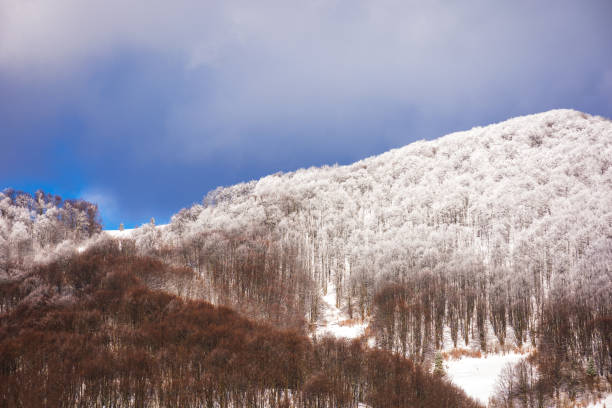 istock deciduous forest in frost on the hillside 2048570606