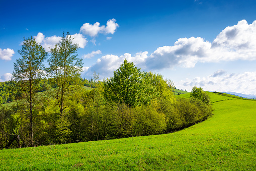 landscape of transcarpathia in spring. scenery with trees on the grassy hill. cozy green environment. sunny day beneath a sky with clouds